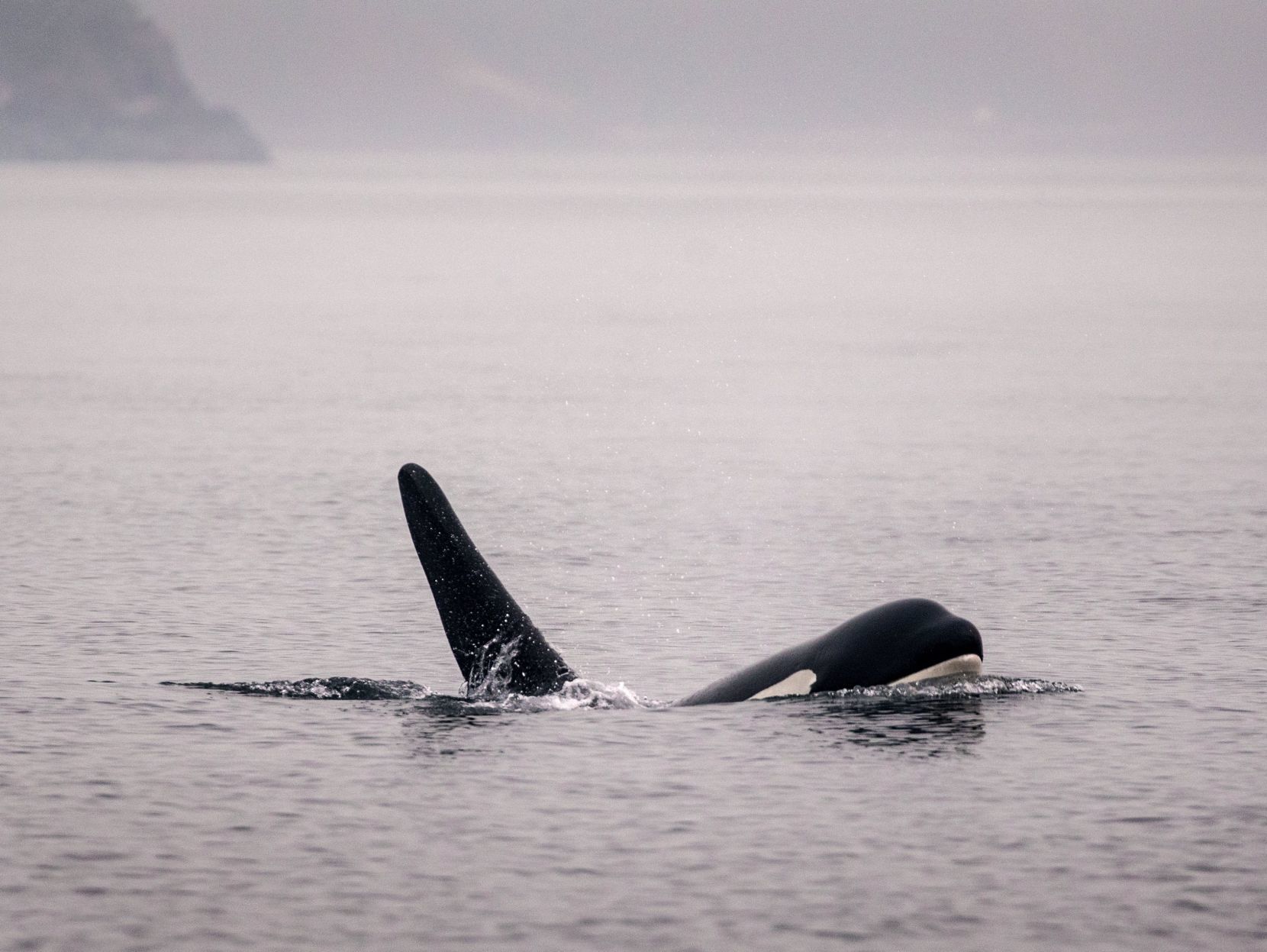 US-NEWS-ENV-ORCAS-3-SE